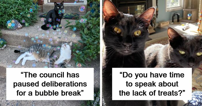 “Council Of Cats”: 117 Oddly Concerning Pics Of Cats That May Be Up To No Good