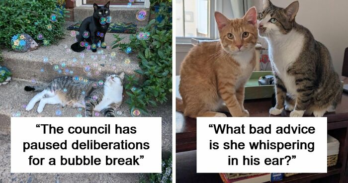 “What Are These Board Directors Thinking?”: 117 Hilarious Pics Of Cats Gathering Together
