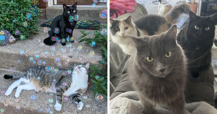 “What Are These Board Directors Thinking?”: 117 Hilarious Pics Of Cats Gathering Together