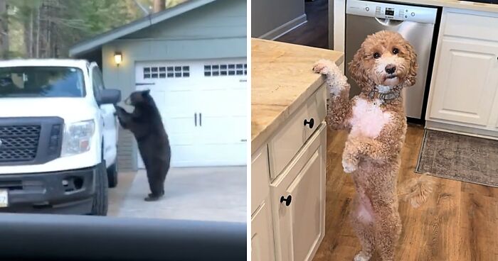 These Animals Genuinely Think They Belong With The Rest Of Us