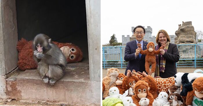 IKEA Praised For Generous Gift To Baby Monkey ‘Punch’ Who Went Viral After Mom Abandoned Him