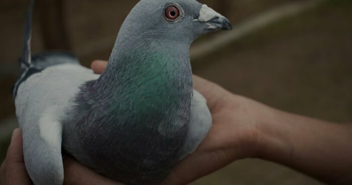 19 Olympic Sports From Past And Present, Winter And Summer, That Showcase Two Very Different Worlds - 30