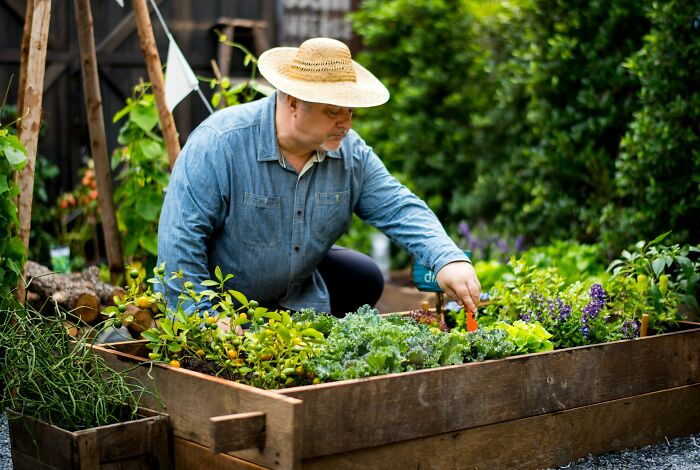 Man in a straw hat tending to a garden bed with various plants, capturing strange things witnessed on earth.