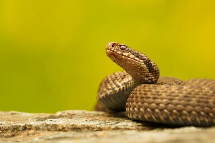 Close-up of a rattlesnake coiled on a rock, representing chilling sounds that signal immediate disaster and danger.