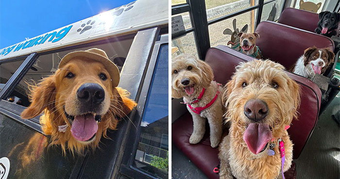 These Dogs Ride A School Bus to Daycare, And It Might Be The Cutest Thing You’ll See Today (50 Pics)
