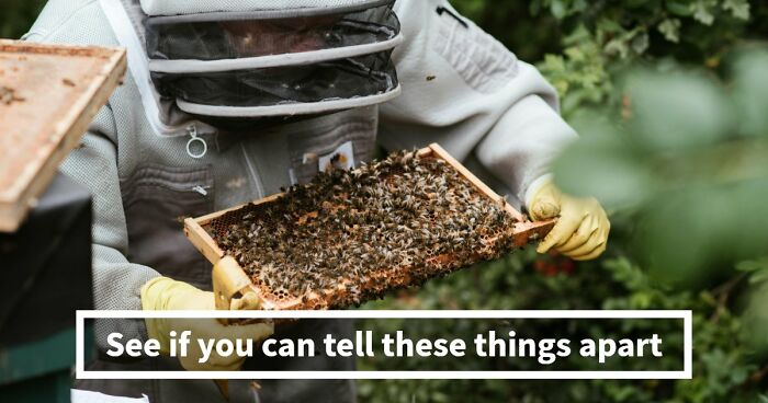 Only The Most Clever Folks Will Know The Difference Between All 30 Commonly Confused Items