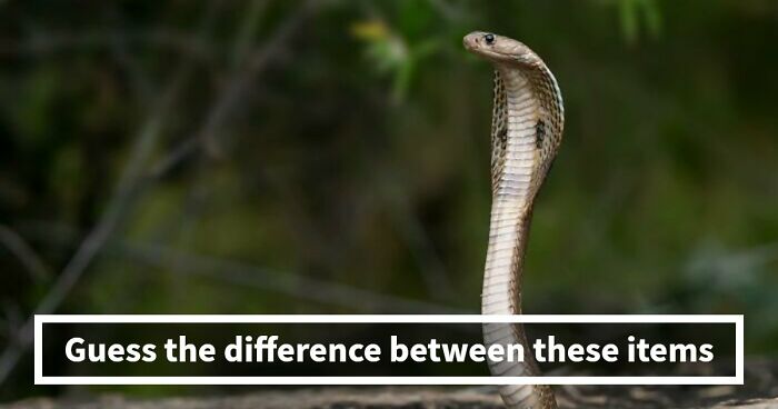 Only The Most Clever Folks Will Know The Difference Between All 30 Commonly Confused Items