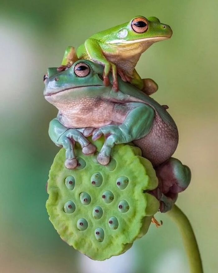 41 Incredible Animal Moments Captured By Botanica Etcetera That Reveal How Amazing Nature Truly Is