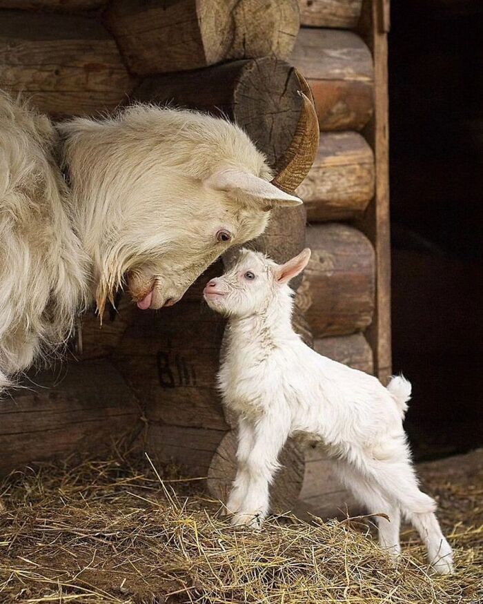 41 Incredible Animal Moments Captured By Botanica Etcetera That Reveal How Amazing Nature Truly Is