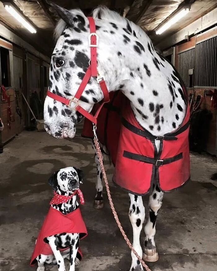 41 Incredible Animal Moments Captured By Botanica Etcetera That Reveal How Amazing Nature Truly Is