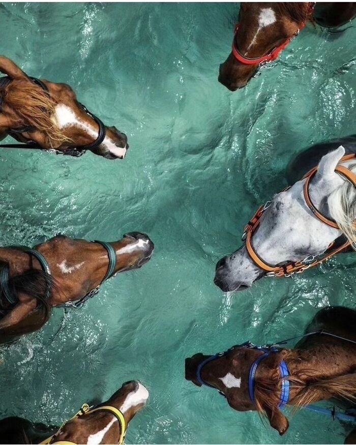 41 Incredible Animal Moments Captured By Botanica Etcetera That Reveal How Amazing Nature Truly Is