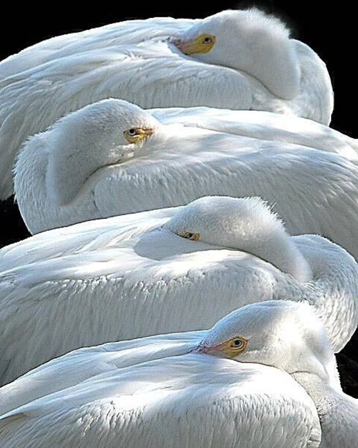 41 Incredible Animal Moments Captured By Botanica Etcetera That Reveal How Amazing Nature Truly Is