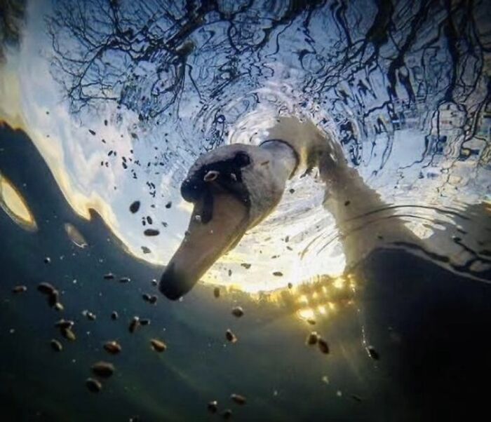 41 Incredible Animal Moments Captured By Botanica Etcetera That Reveal How Amazing Nature Truly Is