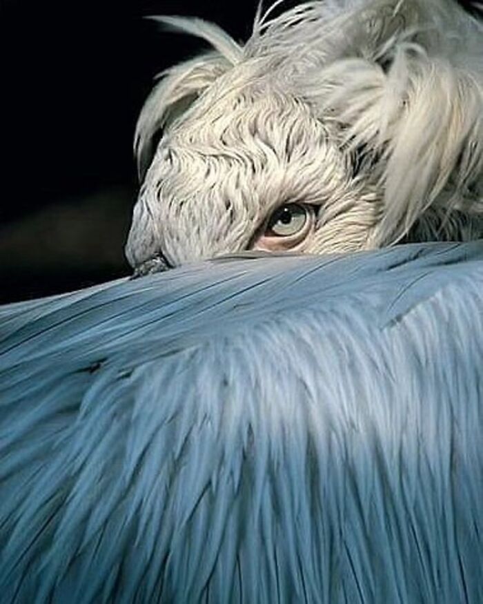 41 Incredible Animal Moments Captured By Botanica Etcetera That Reveal How Amazing Nature Truly Is