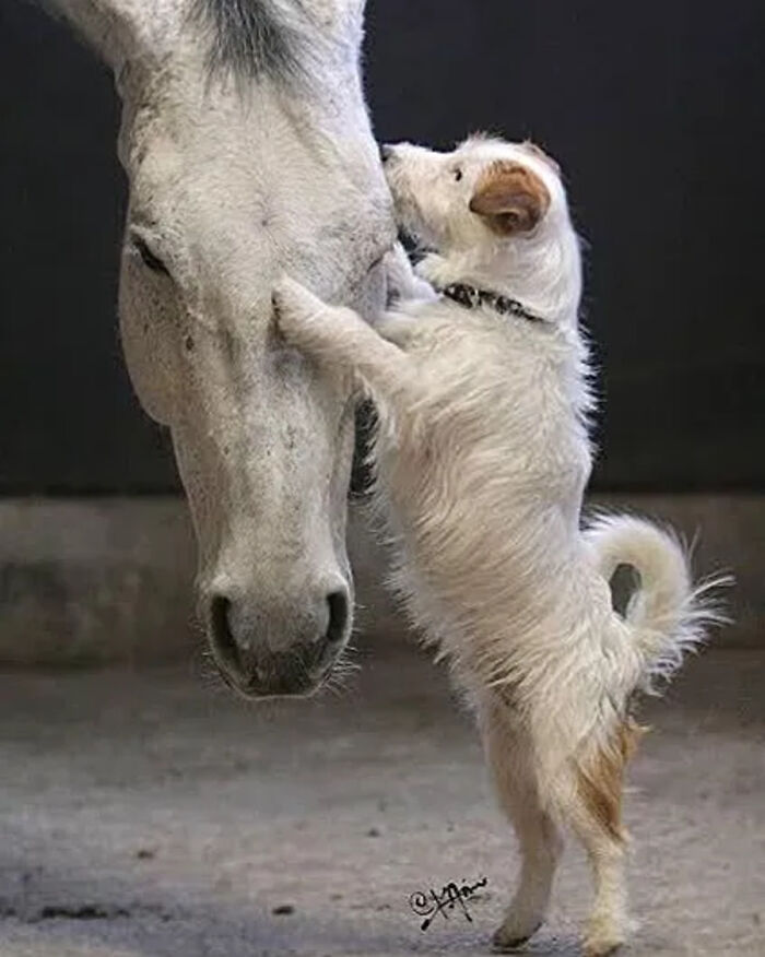 41 Incredible Animal Moments Captured By Botanica Etcetera That Reveal How Amazing Nature Truly Is