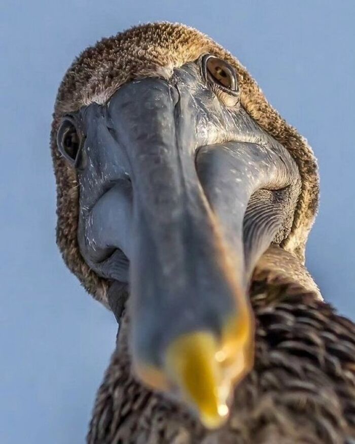 41 Incredible Animal Moments Captured By Botanica Etcetera That Reveal How Amazing Nature Truly Is