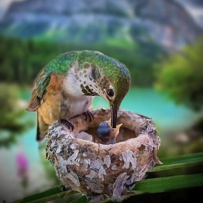 41 Incredible Animal Moments Captured By Botanica Etcetera That Reveal How Amazing Nature Truly Is