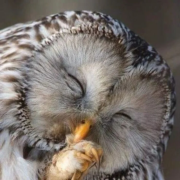 41 Incredible Animal Moments Captured By Botanica Etcetera That Reveal How Amazing Nature Truly Is