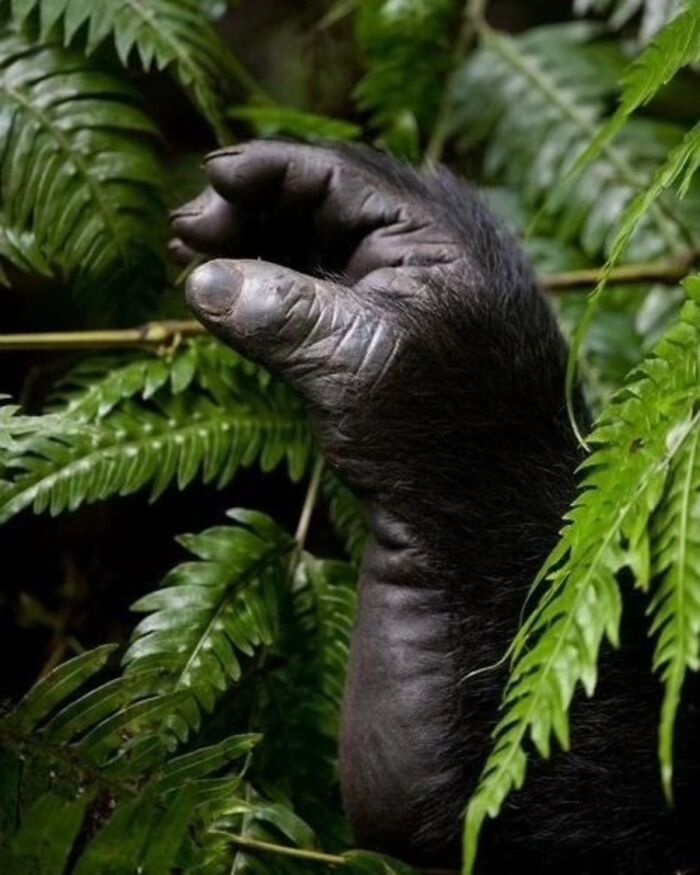 41 Incredible Animal Moments Captured By Botanica Etcetera That Reveal How Amazing Nature Truly Is