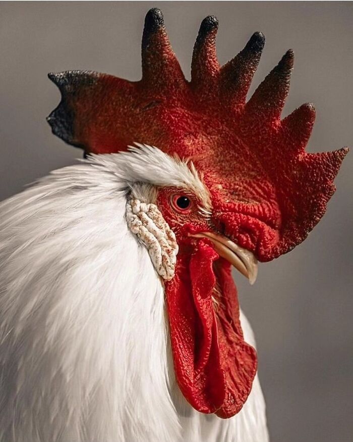 41 Incredible Animal Moments Captured By Botanica Etcetera That Reveal How Amazing Nature Truly Is