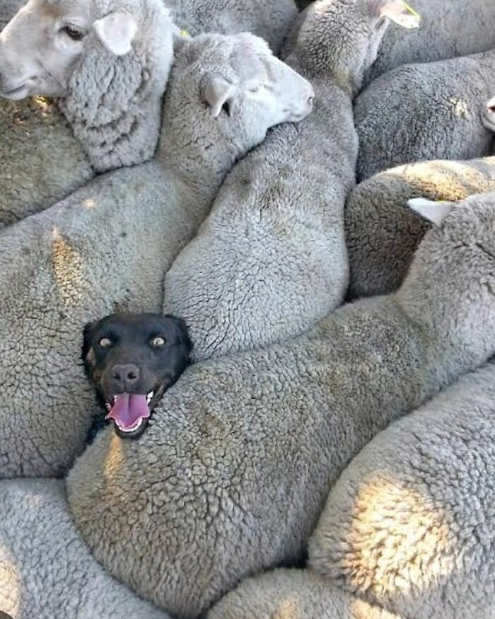 41 Incredible Animal Moments Captured By Botanica Etcetera That Reveal How Amazing Nature Truly Is