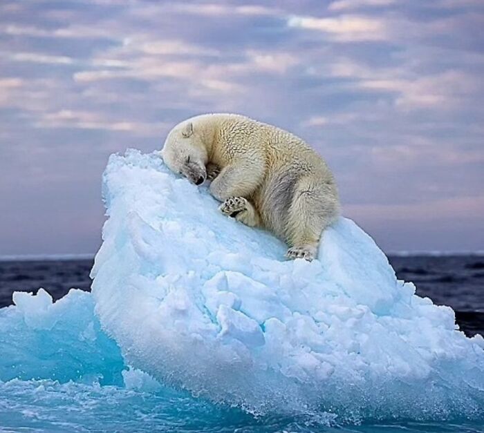 41 Incredible Animal Moments Captured By Botanica Etcetera That Reveal How Amazing Nature Truly Is