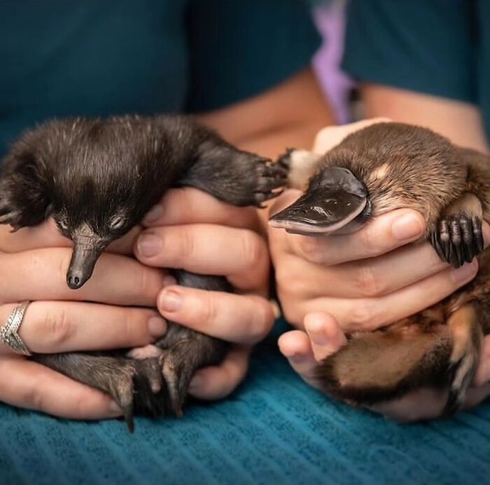 41 Incredible Animal Moments Captured By Botanica Etcetera That Reveal How Amazing Nature Truly Is