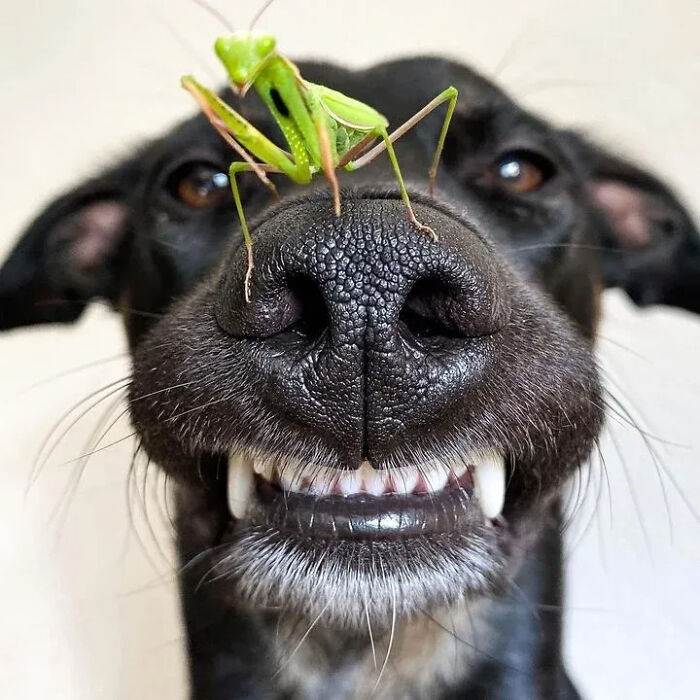 41 Incredible Animal Moments Captured By Botanica Etcetera That Reveal How Amazing Nature Truly Is