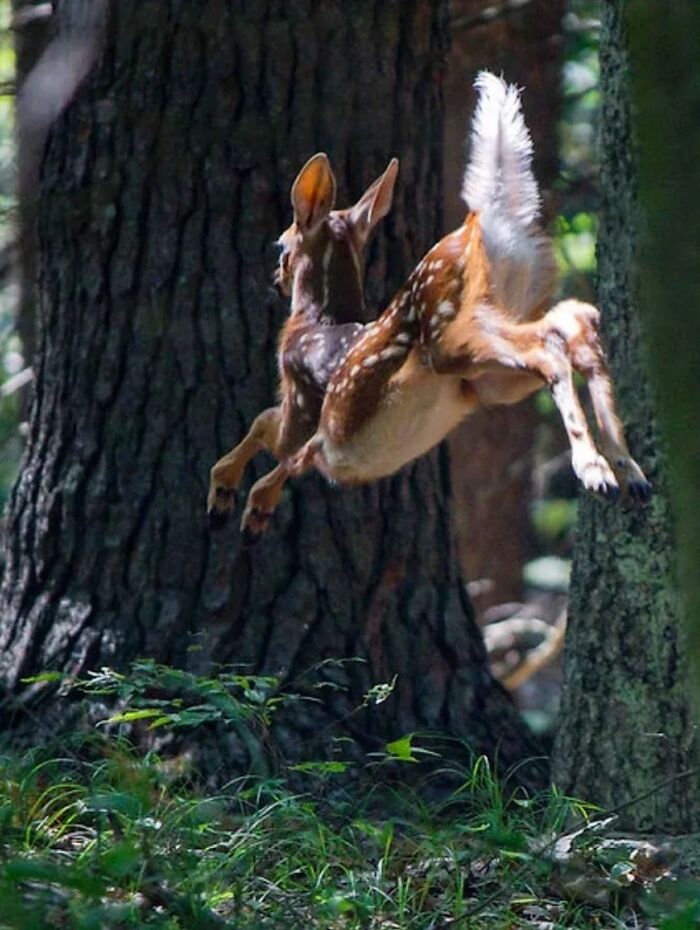 41 Incredible Animal Moments Captured By Botanica Etcetera That Reveal How Amazing Nature Truly Is