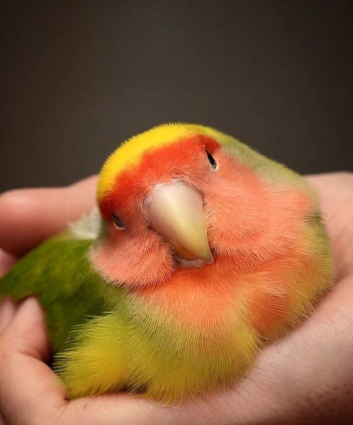 41 Incredible Animal Moments Captured By Botanica Etcetera That Reveal How Amazing Nature Truly Is