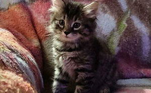 51 Amazing Dumpster Diving Finds That Prove It’s Not All Trash