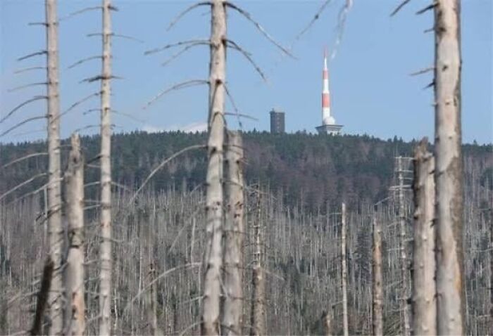 Barren dead trees in a forest with a tower in the background, creating a dystopian nightmare atmosphere.