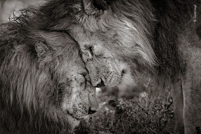 Two lions gently touching heads in a black and white wildlife photograph, showcasing stunning wildlife photography.