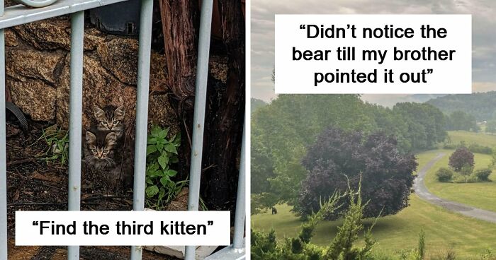 ‘When You See It’: 111 Perfectly Camouflaged Things That Might Take You Ages To Find (New Pics)