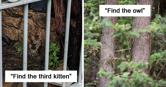 ‘When You See It’: 111 Perfectly Camouflaged Things That Might Take You Ages To Find (New Pics)
