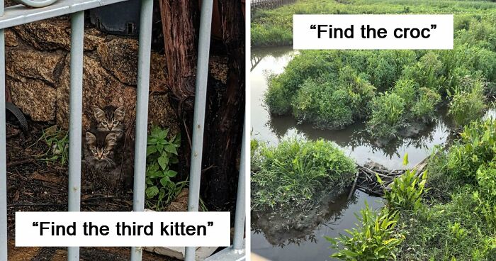 ‘When You See It’: 111 Perfectly Camouflaged Things That Might Take You Ages To Find (New Pics)