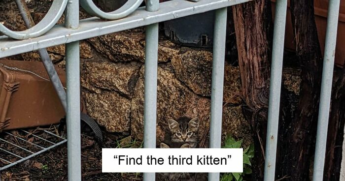 ‘When You See It’: 111 Perfectly Camouflaged Things That Might Take You Ages To Find (New Pics)