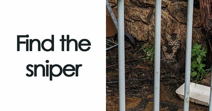 ‘When You See It’: 111 Perfectly Camouflaged Things That Might Take You Ages To Find (New Pics)