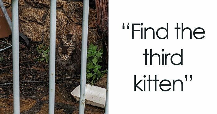 ‘When You See It’: 111 Perfectly Camouflaged Things That Might Take You Ages To Find (New Pics)