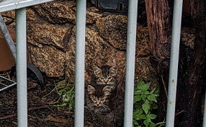 111 Times Things Blended Into Their Surroundings So Well, It Broke People’s Brains (New Pics)