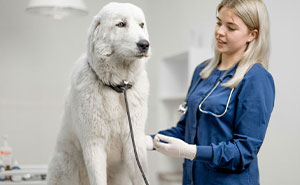 33 Funny But Painful Vet Visits Where The Owners Had To Pay For Something Silly