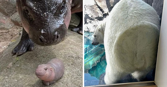 This Page Shared 50 Chonky Animals That Are Equal Parts Cute And Hilarious