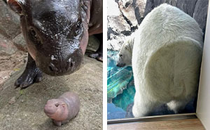 This Page Shared 50 Chonky Animals That Are Equal Parts Cute And Hilarious