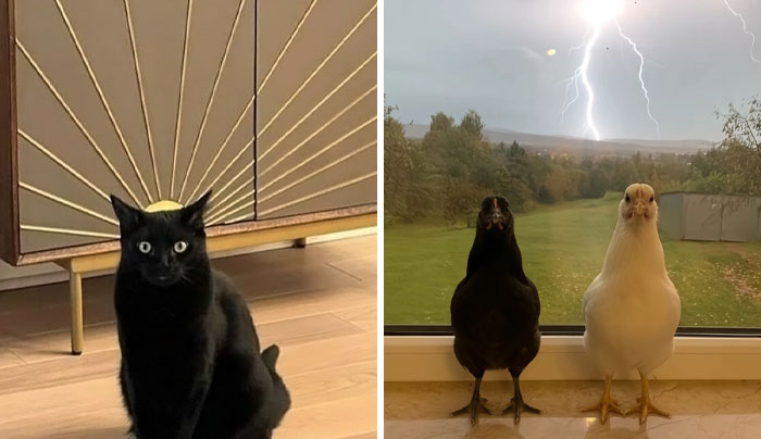 This Page Posts Pics Of Animals With Powerful Auras, And These 63 Are Hilarious (New Pics)