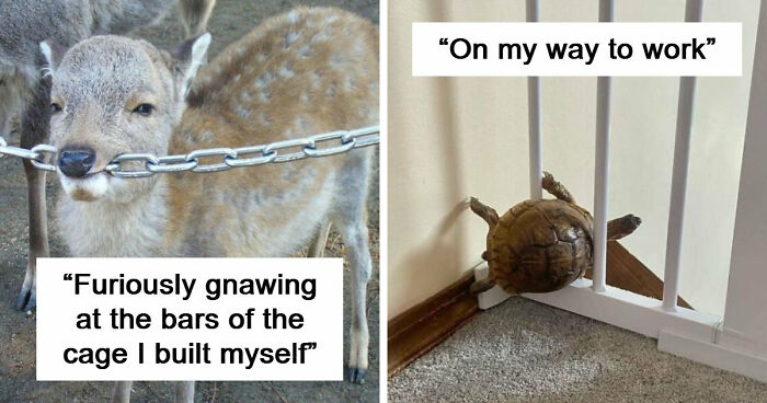 This Page Posts Pics Of Animals With Powerful Auras, And These 63 Are Hilarious (New Pics) - 22