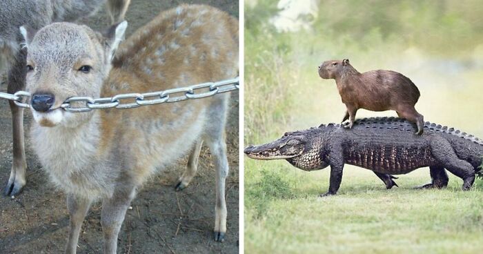 This Page Posts Pics Of Animals With Powerful Auras, And These 63 Are Hilarious (New Pics) - 17