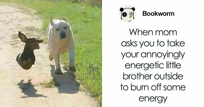 This Page Posts Pics Of Animals With Powerful Auras, And These 63 Are Hilarious (New Pics) - 21