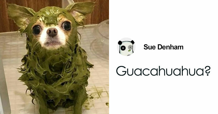 This Page Posts Pics Of Animals With Powerful Auras, And These 63 Are Hilarious (New Pics) - 19