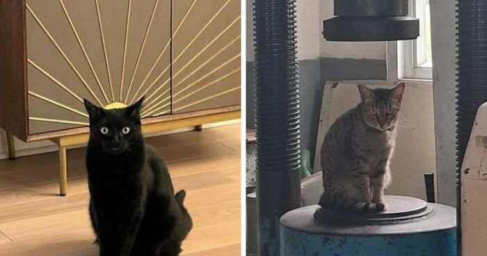 63 Pics Of Animals Looking Threatening And Powerful, Courtesy Of This Facebook Page (New Pics)