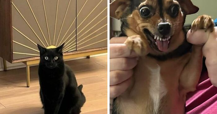 63 Pics Of Animals Looking Threatening And Powerful, Courtesy Of This Facebook Page (New Pics)